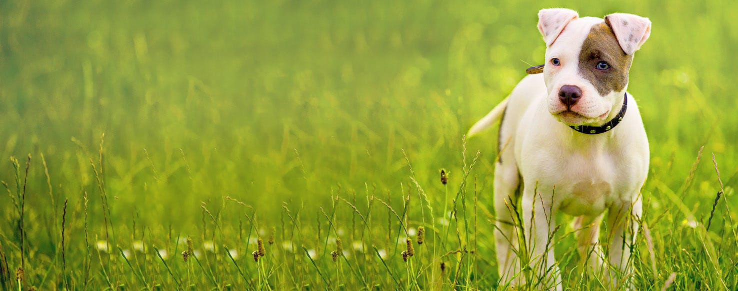 Sydney Dog Names Popular Male and Female Names Wag!